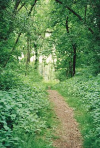 Dirt path in woods