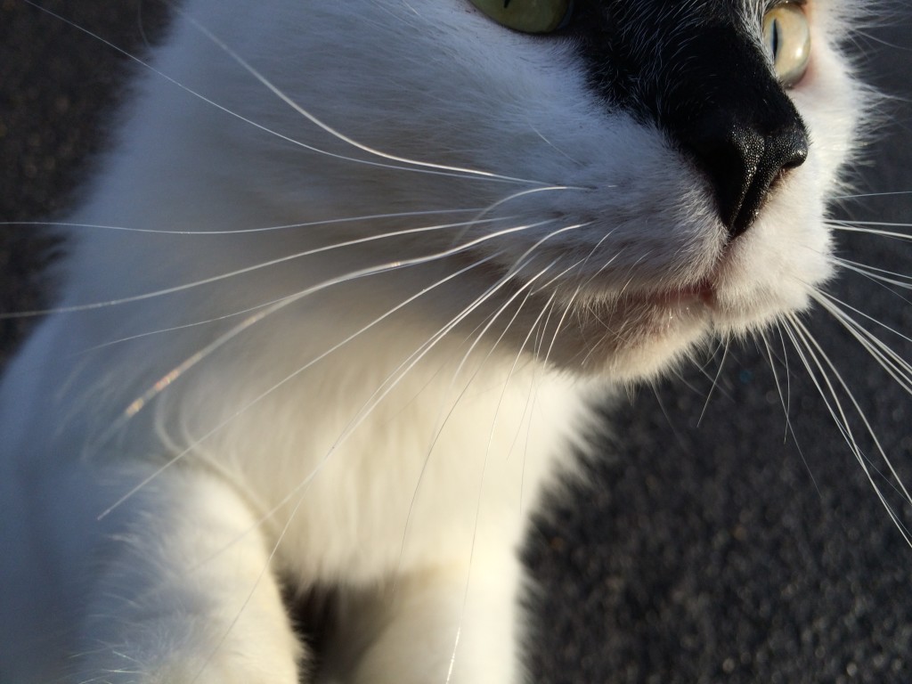Close-up of whiskers and nose of domestic cat